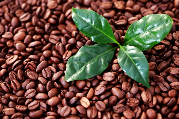 Κόκκους καφέ με καφέ φύλλα — Φωτογραφία Αρχείου