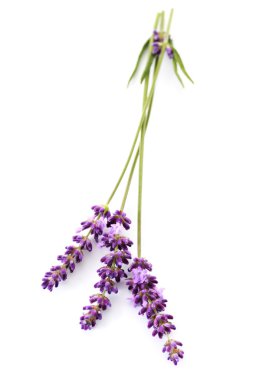 Lavender flowers clipart