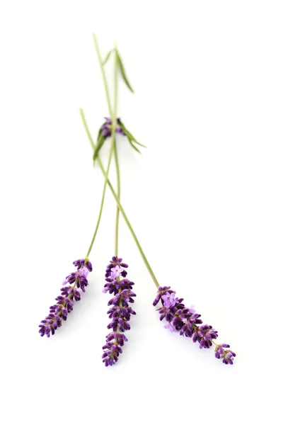 Levendula virág — Stock Fotó