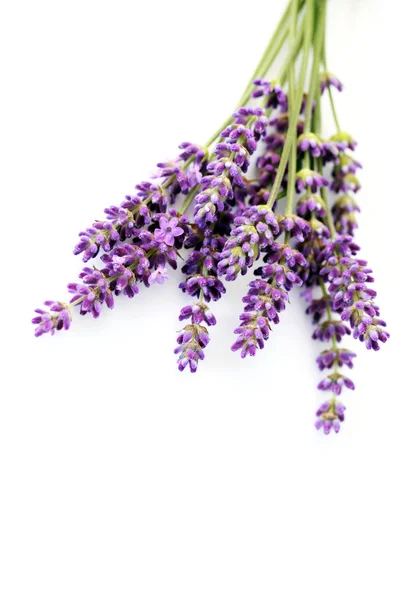 Flores de lavanda —  Fotos de Stock