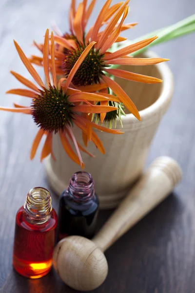 Echinacea alternativní medicína — Stock fotografie