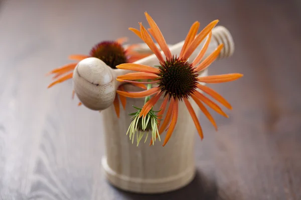 Γουδί και γουδοχέρι με echinacea — Φωτογραφία Αρχείου
