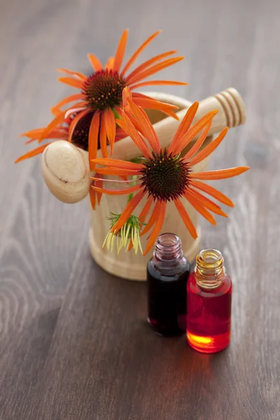 Echinacea medicina alternativa — Fotografia de Stock
