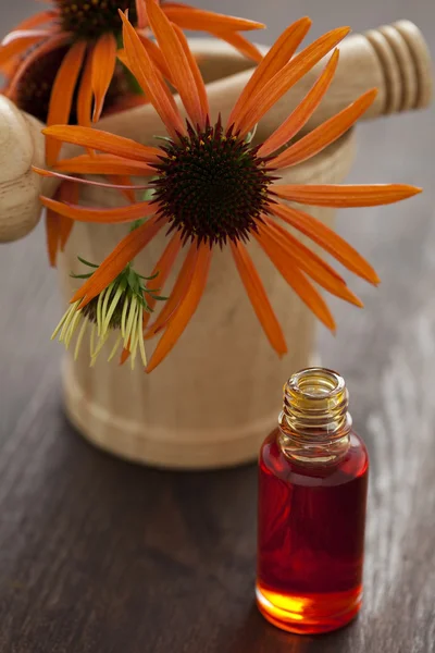 Echinacea alternative medicine — Stock Photo, Image
