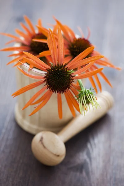 Mortar and pestle with echinacea — Stock Photo, Image