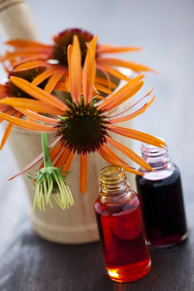 Echinacea medycyny alternatywnej — Zdjęcie stockowe