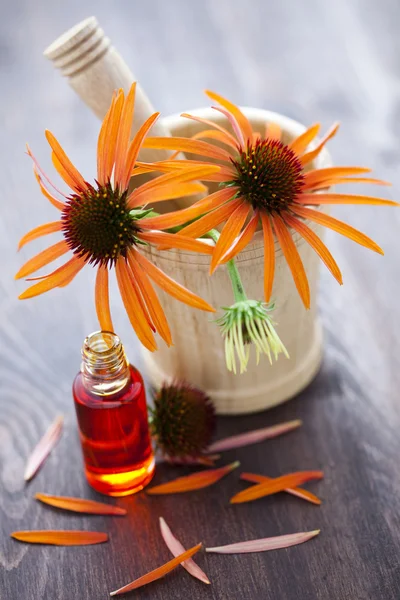 Echinacea alternatív gyógyászat — Stock Fotó