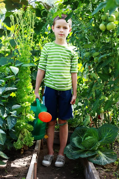 Jardineiro — Fotografia de Stock