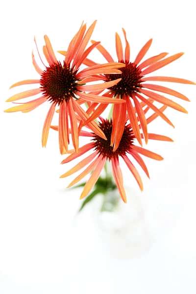 Sonnenhut-Blüten — Stockfoto