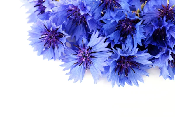 stock image Cornflowers