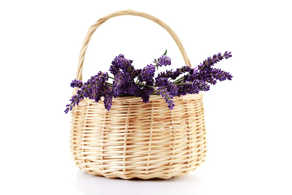 Košík s květy levandule — Stock fotografie