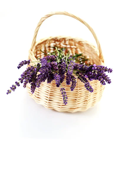 라벤더 꽃 바구니 — 스톡 사진
