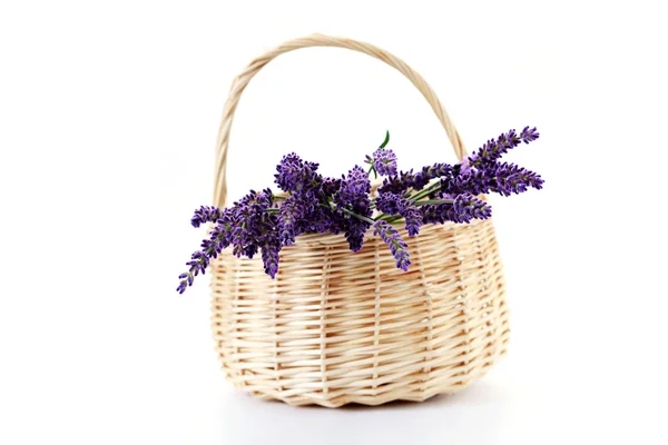 Košík s květy levandule — Stock fotografie