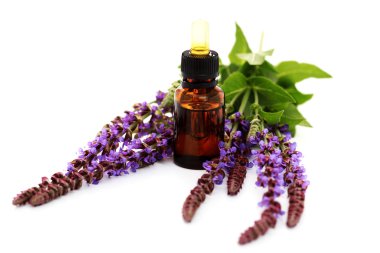 Sage essential oil clipart