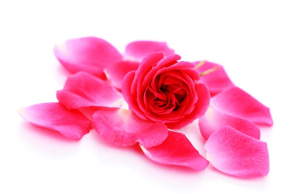 Rosa pétalas de rosa — Fotografia de Stock