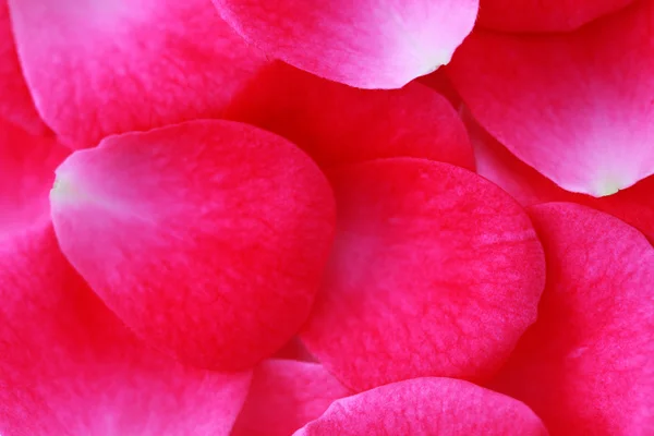 Mawar merah muda — Stok Foto