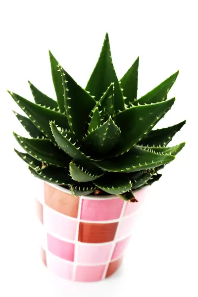 Aloe vera — Stock Fotó