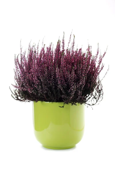 Vaso di erica — Foto Stock