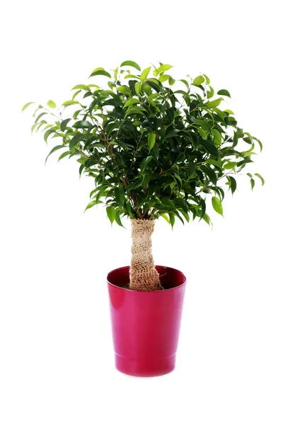 Ficus benjamina natasja — Foto Stock
