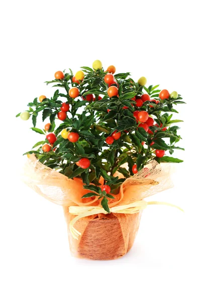 Solanum pseudocapsicum — Stockfoto