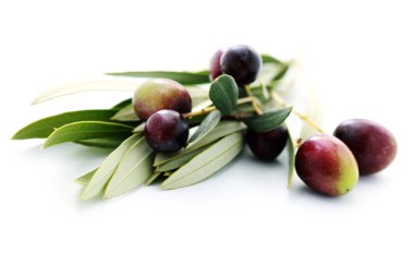 Olive branch clipart