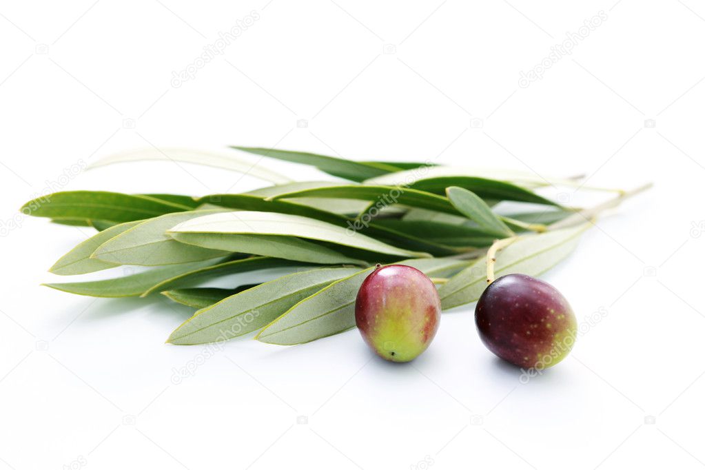 Olive branch — Stock Photo © matka_Wariatka 4422392