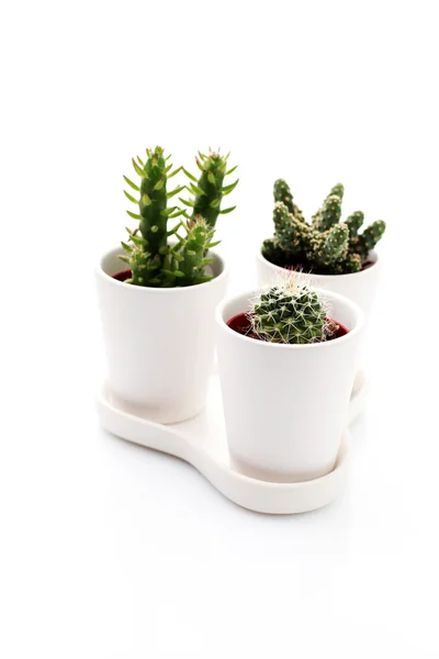 Tres cactus —  Fotos de Stock