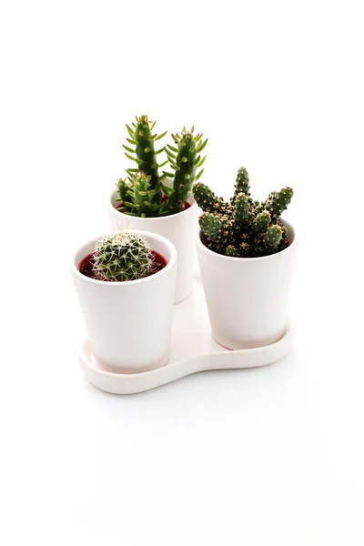 Trzy kaktus — Zdjęcie stockowe