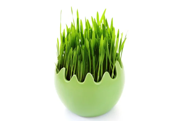 Grama verde no ovo — Fotografia de Stock