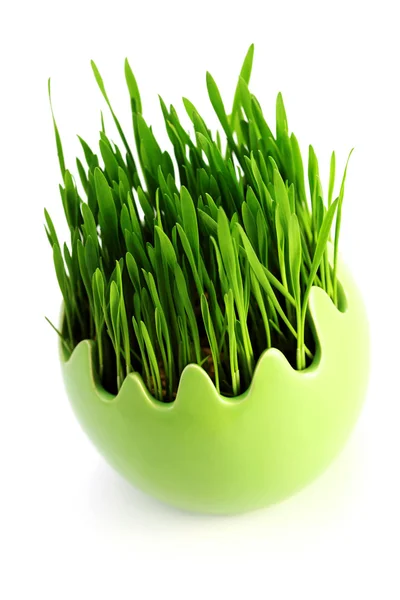 Green grass in egg — Stock Photo, Image