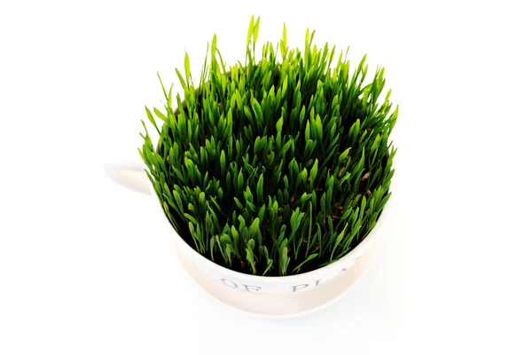 Groen gras in cup — Stockfoto