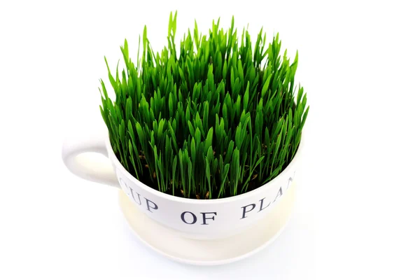 컵에 푸른 잔디 — 스톡 사진