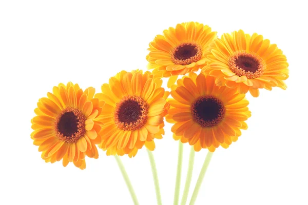 stock image Yellow gerbera