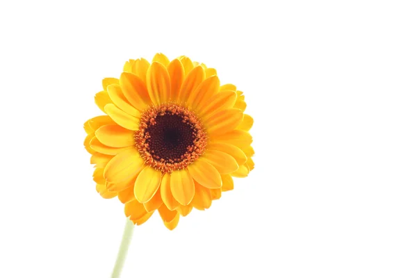 黄色非洲菊 — 图库照片