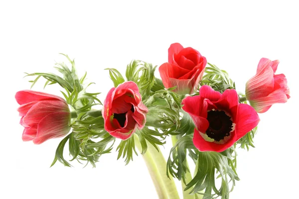 Virágállatok — Stock Fotó