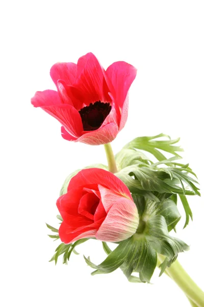 Anemones — Stock Photo, Image