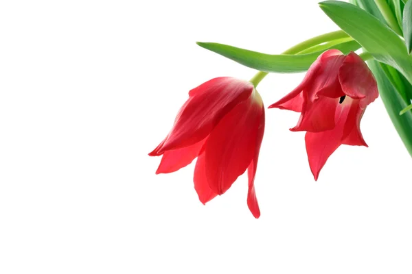 Røde tulipaner – stockfoto