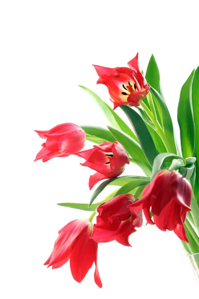 Røde tulipaner – stockfoto