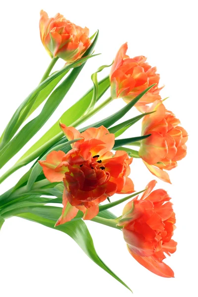 Tulipanes naranjas — Foto de Stock