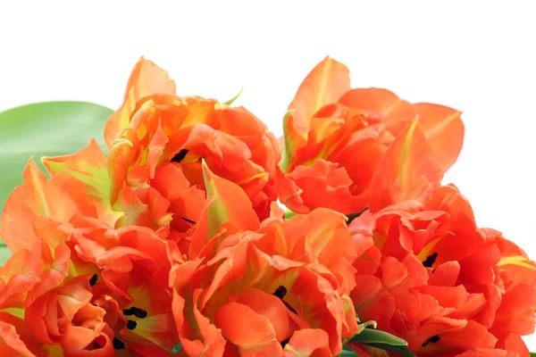 Oranžové tulipány — Stock fotografie