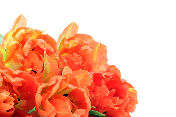 Oranžové tulipány — Stock fotografie