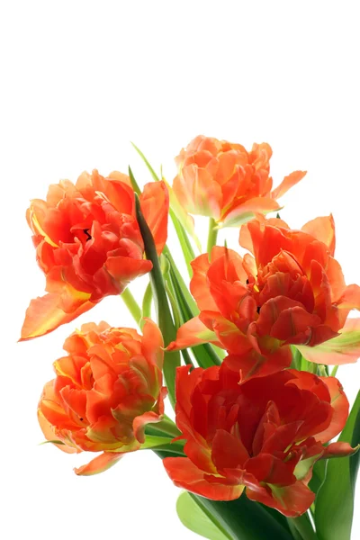 Narancssárga tulipán — Stock Fotó