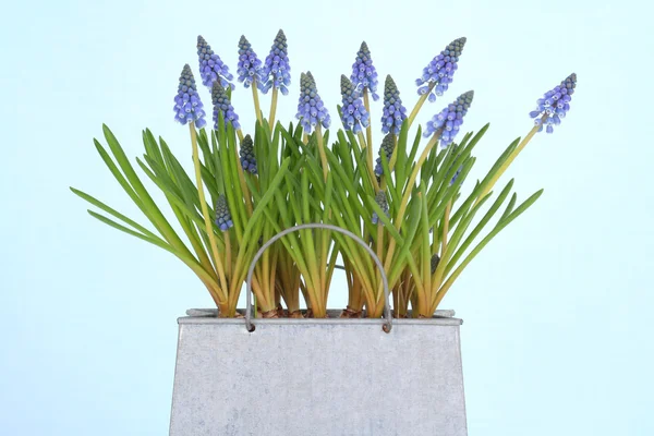 stock image Muscari