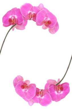 Pink orchid clipart