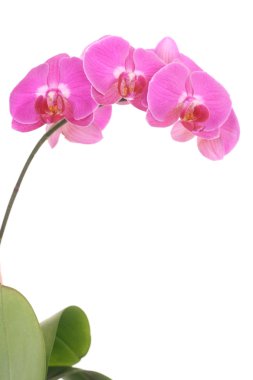 Pink orchid clipart