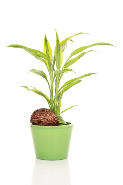 Plant in nut — Stock Photo, Image