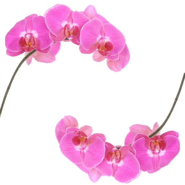 Orchidea rózsaszín — Stock Fotó
