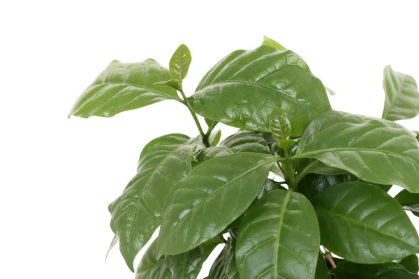 stock image Coffee plant