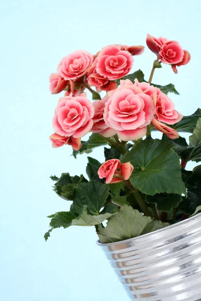 stock image Begonia elatior