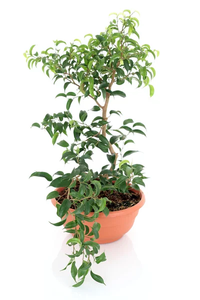 Drzewo Bonsai — Zdjęcie stockowe